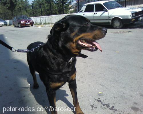 lethe Dişi Rottweiler