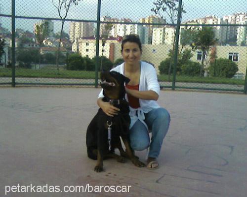 lethe Dişi Rottweiler