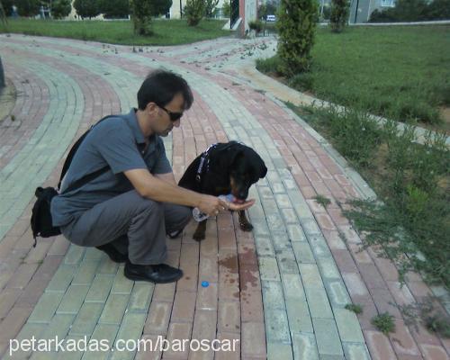 lethe Dişi Rottweiler