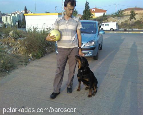 lethe Dişi Rottweiler