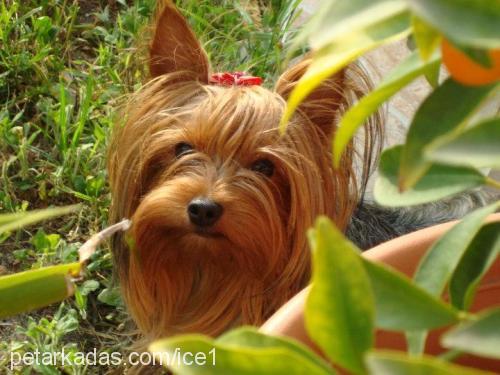 cindy Dişi Yorkshire Terrier