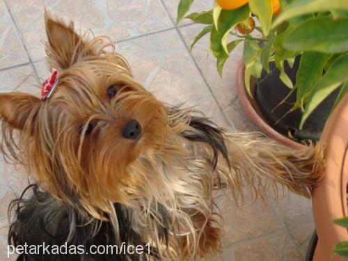 cindy Dişi Yorkshire Terrier