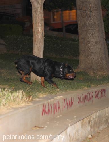 arvin Erkek Rottweiler