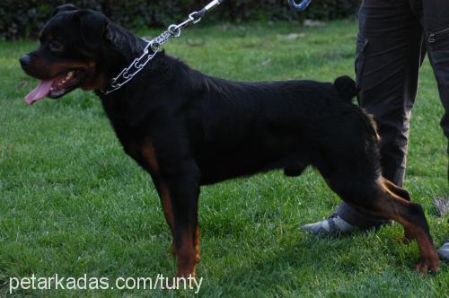 arvin Erkek Rottweiler