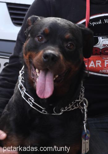 arvin Erkek Rottweiler