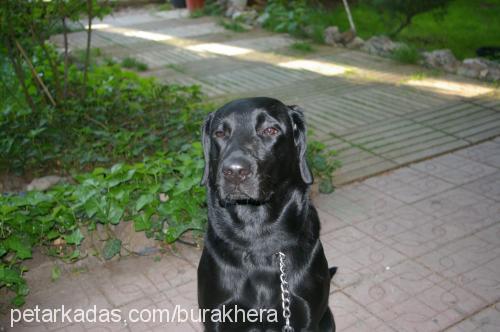 hera Dişi Labrador Retriever