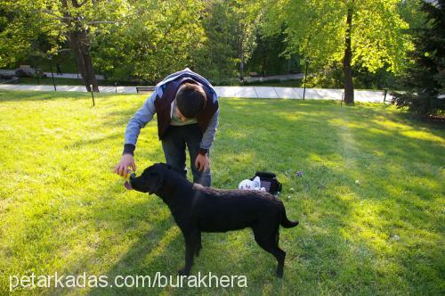 hera Dişi Labrador Retriever