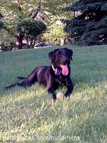 hera Dişi Labrador Retriever