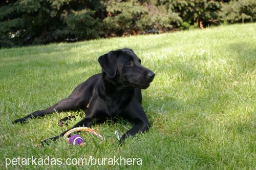 hera Dişi Labrador Retriever