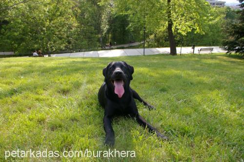 hera Dişi Labrador Retriever