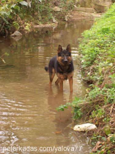 kurt Erkek Alman Çoban Köpeği