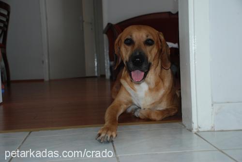 dori Dişi Rhodesian Ridgeback