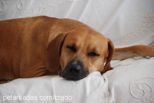 dori Dişi Rhodesian Ridgeback