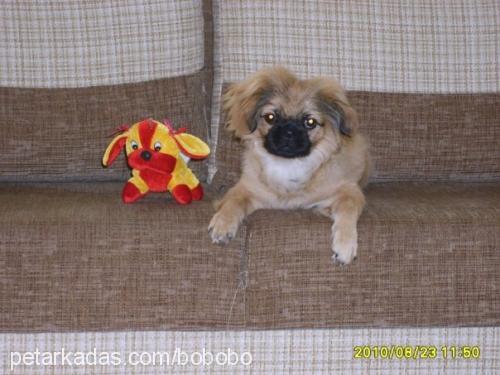 bobo Erkek Pekingese