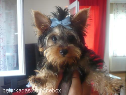 Çİko Erkek Yorkshire Terrier