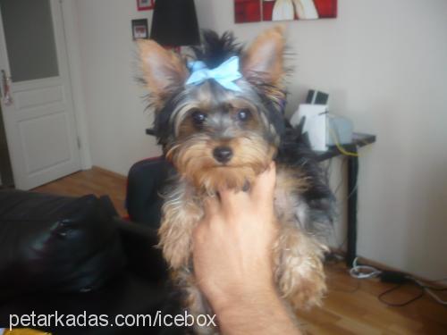 Çİko Erkek Yorkshire Terrier