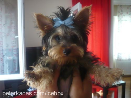 Çİko Erkek Yorkshire Terrier