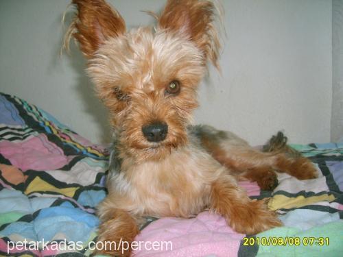 lucky Erkek Yorkshire Terrier