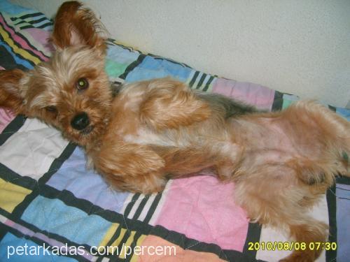 lucky Erkek Yorkshire Terrier