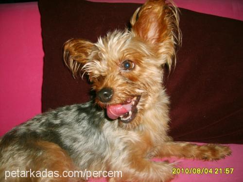 lucky Erkek Yorkshire Terrier