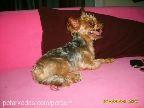 lucky Erkek Yorkshire Terrier