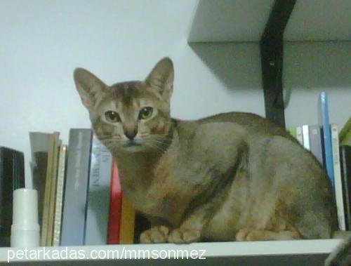 abiş Erkek Abyssinian