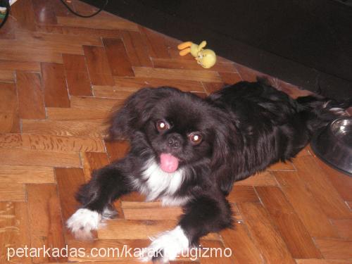 gizmo Erkek Pekingese