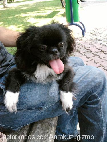 gizmo Erkek Pekingese