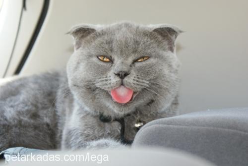 yumoş Dişi Scottish Fold