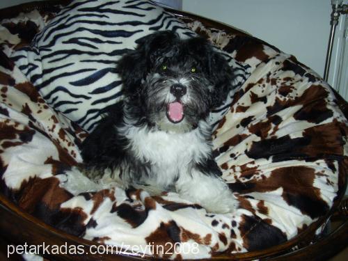 zeytİn Erkek Bichon Havanese