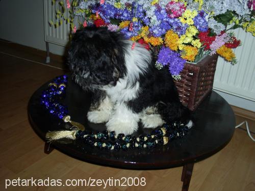 zeytİn Erkek Bichon Havanese