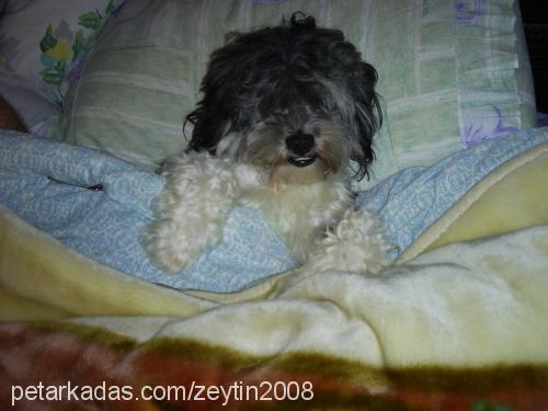 zeytİn Erkek Bichon Havanese