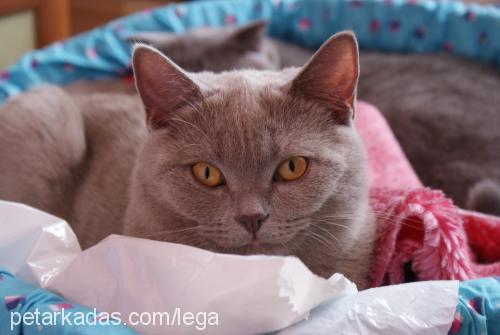 ıssız Erkek British Shorthair