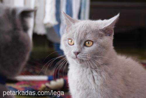 ıssız Erkek British Shorthair