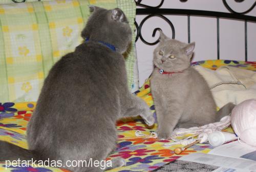 ıssız Erkek British Shorthair