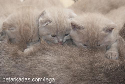 ıssız Erkek British Shorthair