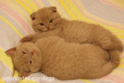 ıssız Erkek British Shorthair