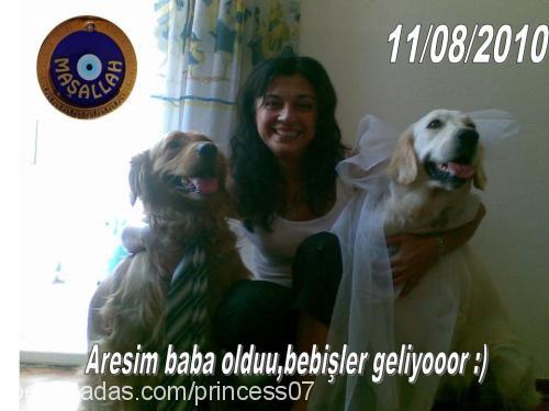 bebişlerimiz Erkek Golden Retriever