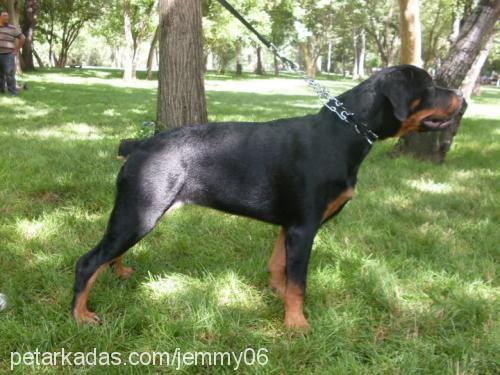 Çiço Dişi Rottweiler