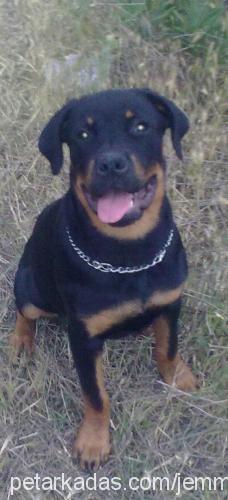 Çiço Dişi Rottweiler