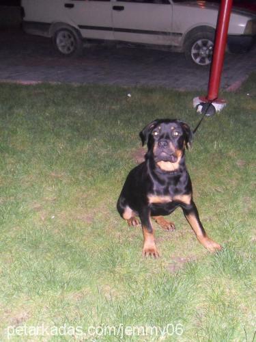 Çiço Dişi Rottweiler