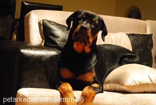 Çiço Dişi Rottweiler