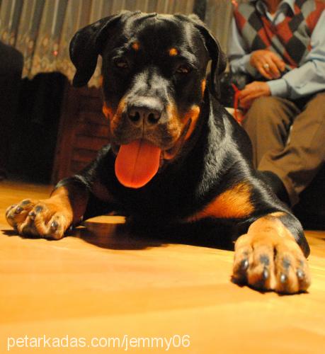 Çiço Dişi Rottweiler