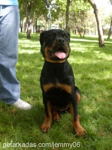 Çiço Dişi Rottweiler