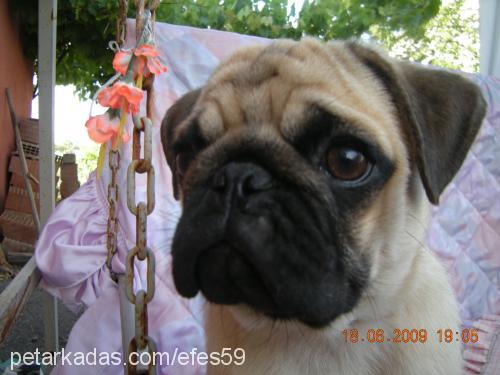 efes Erkek Pug