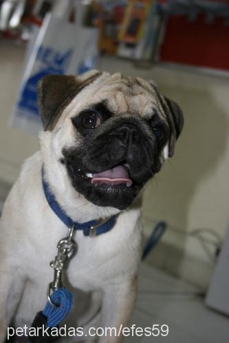 efes Erkek Pug