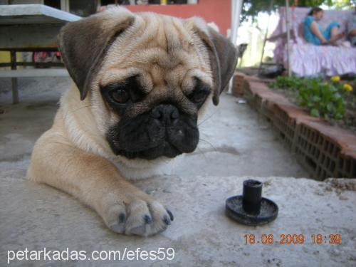 efes Erkek Pug