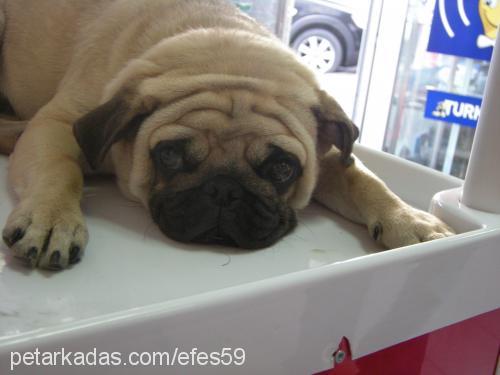 efes Erkek Pug