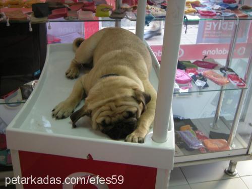 efes Erkek Pug