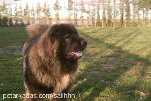 hektor Erkek Kars Çoban Köpeği